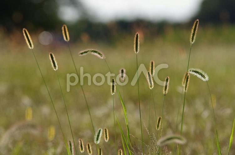 エノコログサの輝き エノコログサ,ねこじゃらし,野草の写真素材