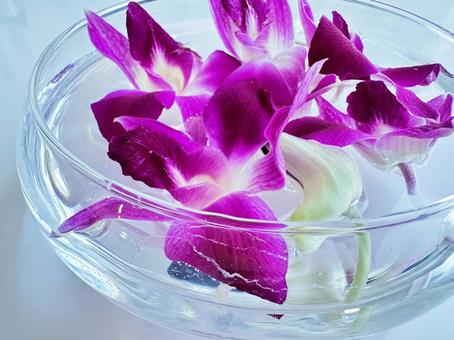 デンファレ 飾蘭花 デンファレ 飾蘭花 デンファレ,飾蘭花,パープルの写真素材