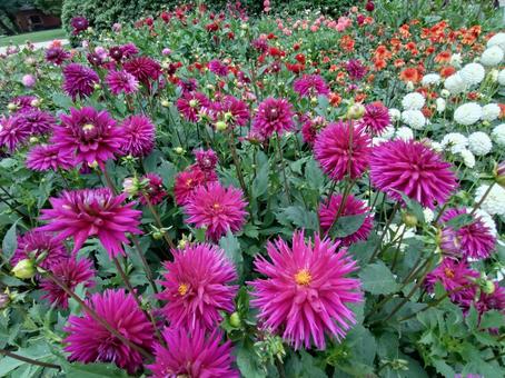 ダリアガーデン ダリアガーデン ダリア,花,キク科の写真素材