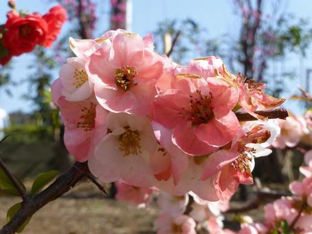 低木に咲くピンク色の木瓜の花 低木に咲くピンク色の木瓜の花の写真