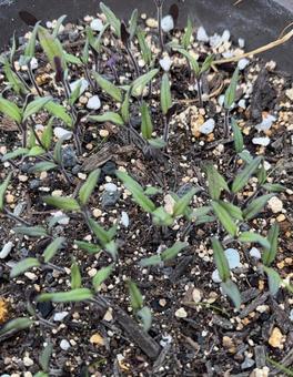 R7.06.03　トマトの発芽　の写真