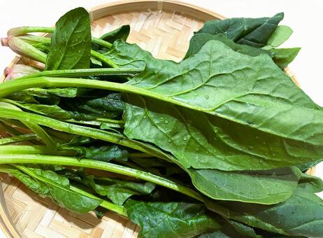 旬のほうれん草（生・洗い）２４ ほうれん草,緑黄色野菜,旬の写真素材