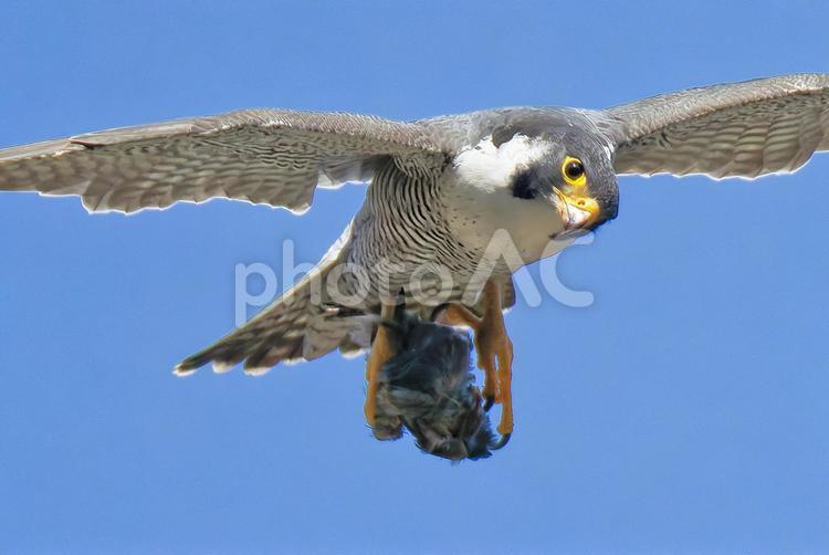 小鳥を掴んだままこちらを見るハヤブサ はやぶさ,ハヤブサ,隼の写真素材