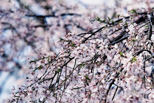 枝垂れ桜 枝垂れ桜の写真