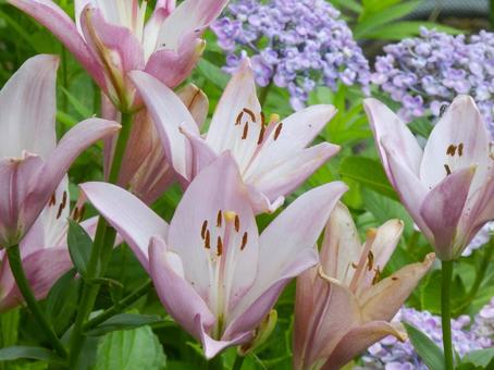 【花の写真】百合の花 【花の写真】百合の花の写真