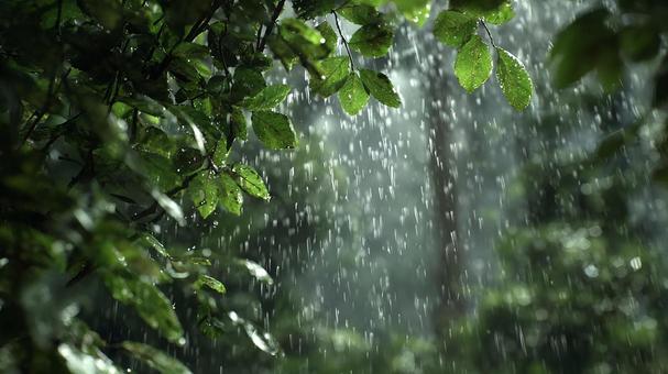 森に降り注ぐ大粒の雨 森に降り注ぐ大粒の雨の写真