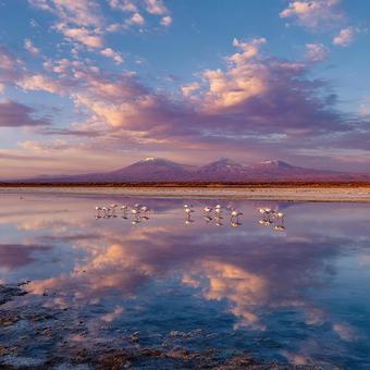 夕焼けに染まる塩湖とフラミンゴ 夕焼けに染まる塩湖とフラミンゴの写真