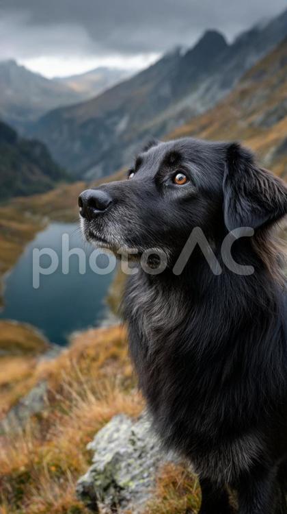 山岳風景の中に佇む美しい犬 犬,山,雪山の写真素材