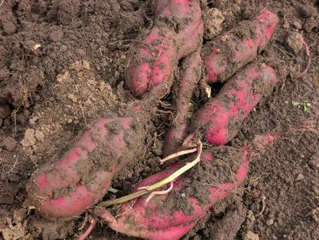 さつまいもの収穫 さつまいもの収穫 さつまいも,土,土いじりの写真素材