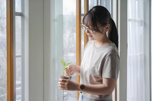 植物の世話をする女性 女性,若い,大人の写真素材