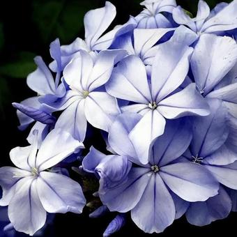 ルリマツリ 花,ルリマツリ,瑠璃茉莉の写真素材