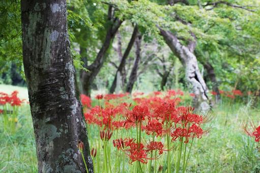 公園に咲く晩夏の赤い彼岸花 公園に咲く晩夏の赤い彼岸花の写真