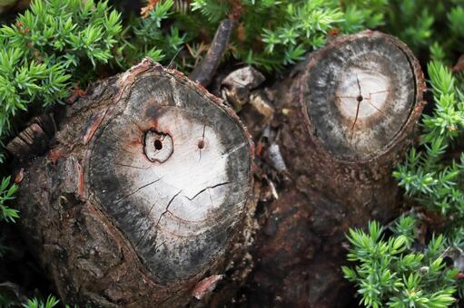 A cut edge of a tree that looks like a human face, JPG