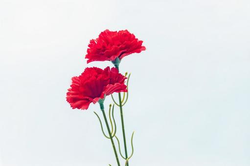 カーネーション(造花)1 カーネーション(造花)1の写真