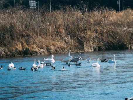 川の浅瀬に集まる水鳥たち 川の浅瀬に集まる水鳥たち 風景,自然,反射の写真素材