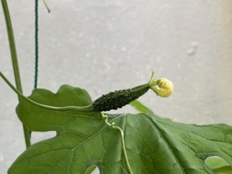 Photo, home garden, bitter gourd, planter cultivation, 