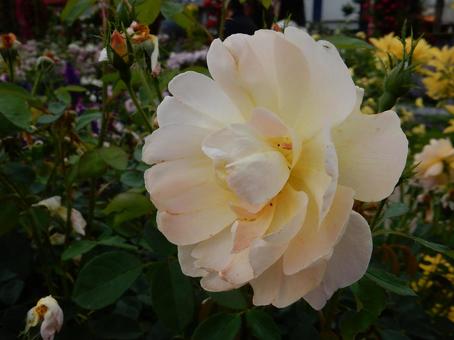 【薔薇の写真】バラの花 【薔薇の写真】バラの花 の写真