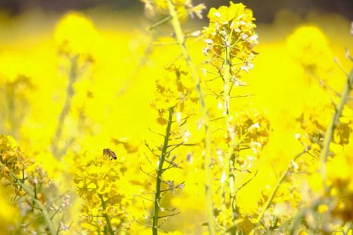 [愛知県]日進市の愛知牧場の菜の花と蜜蜂の写真