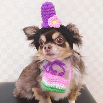 ひな祭りだワン ひな祭りだワンの写真