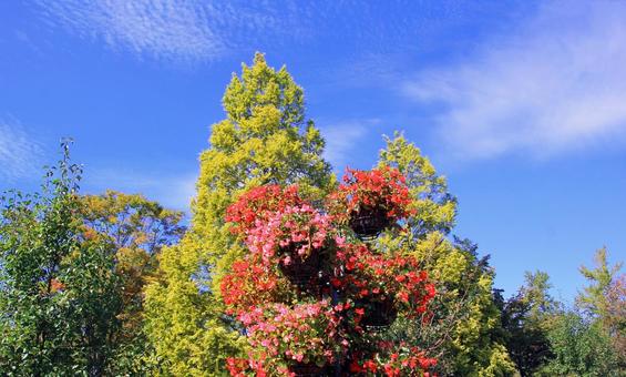 秋の風景/木々と花と秋空 秋の風景,木々,花の写真素材