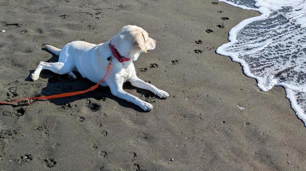 海を眺める犬 海,波打ち際,散歩の写真素材