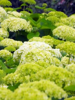 Photo, hydrangea, juni, gambar udan, 