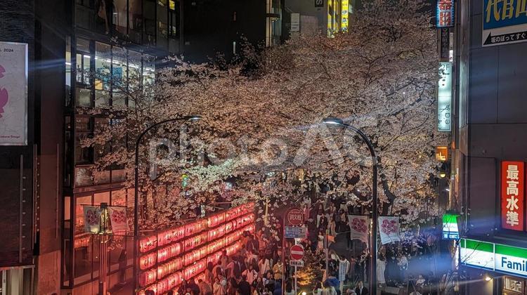 街中の桜 風景,景色,桜の写真素材