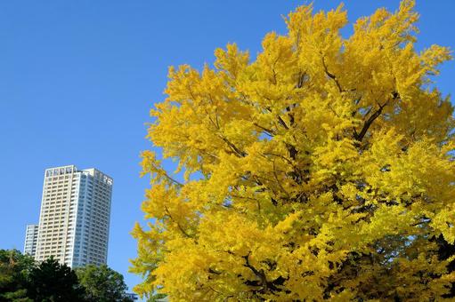 大銀杏 黄葉,銀杏,大銀杏の写真素材