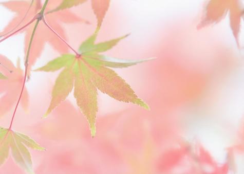 ソフトなパステル調色づくモミジ楓の葉紅葉 ソフトなパステル調色づくモミジ楓の葉紅葉 紅葉,パステル調,ソフトフォーカスの写真素材