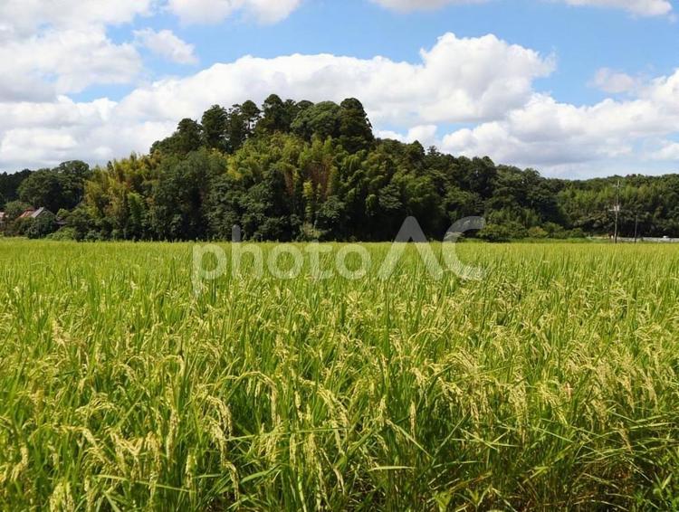 稲穂のある風景 稲穂,草,緑の写真素材