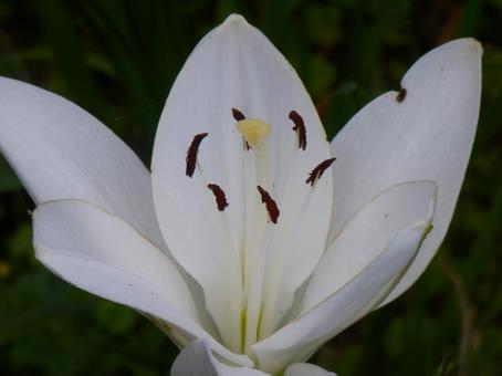 【花の写真】百合の花 【花の写真】百合の花の写真