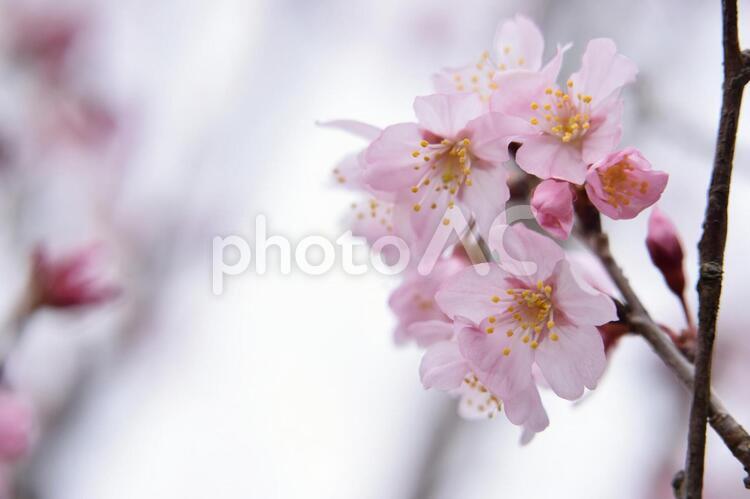 さくら、桜 さくら,サクラ,ピンクの写真素材