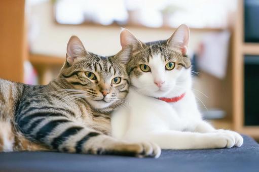 室内でくつろぐ2匹の日本猫 室内でくつろぐ2匹の日本猫の写真