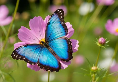 ブルーモルフォとコスモスの写真