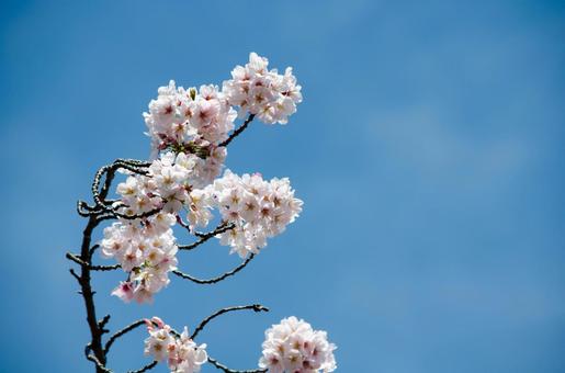サクラ サクラの写真