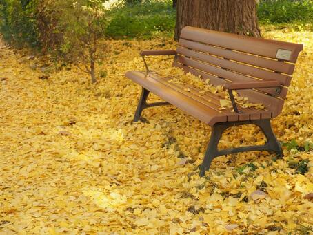 落ち葉の絨毯にベンチ 落ち葉,絨毯,黄葉の写真素材