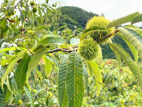 Photo, fresa, castagno, thorns, 