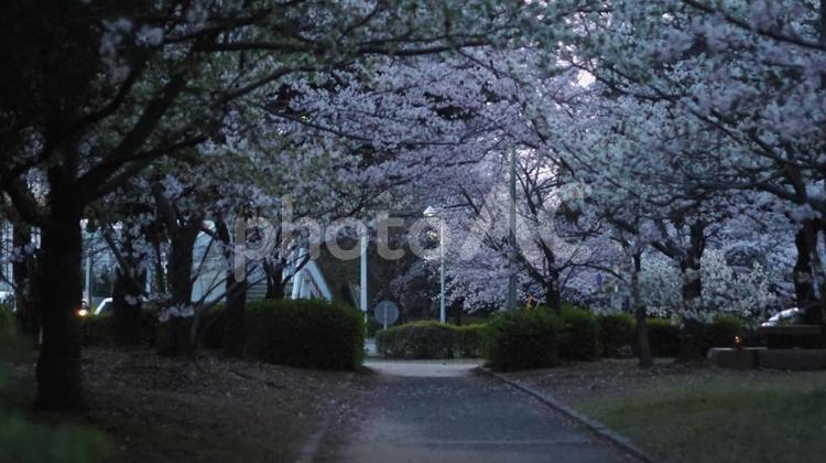 夜桜！今年も咲いた！（飲める！） 夜桜,桜,3月の写真素材