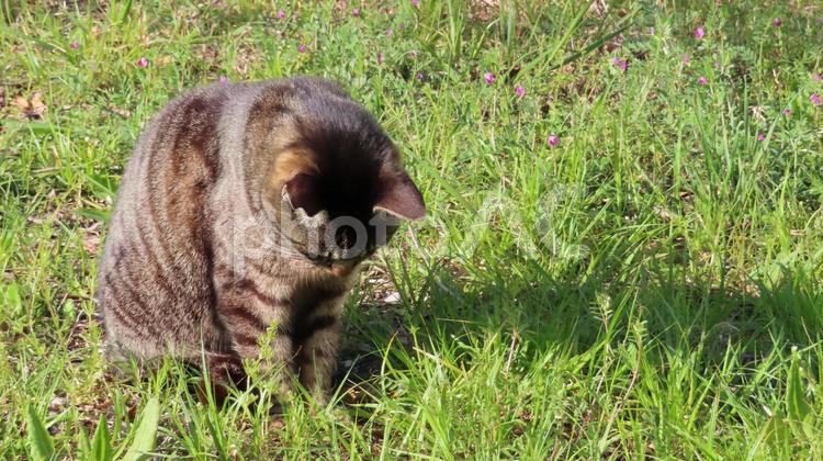 激しく反省中のやらかしてしまった猫様 猫,キジトラ,お座りの写真素材