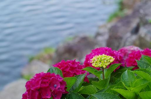 水辺を彩る鮮やかな紫陽花 水辺を彩る鮮やかな紫陽花 紫陽花,アジサイ,花の写真素材