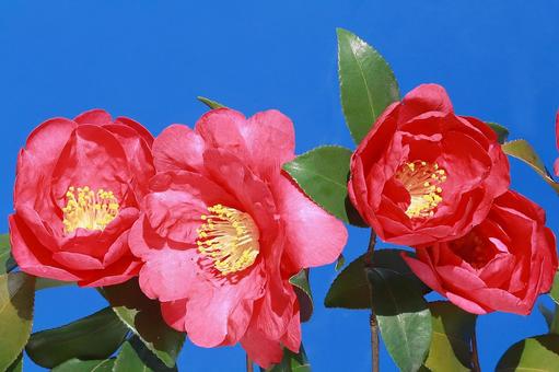 ツバキの花 花木,椿,赤色の写真素材