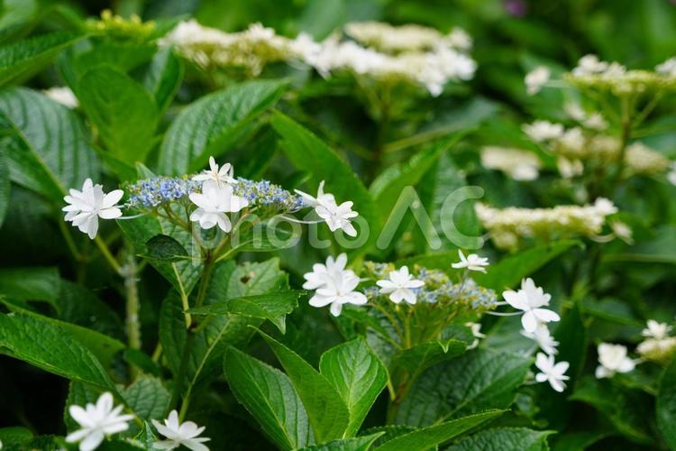アジサイ アジサイ,あじさい,紫陽花の写真素材
