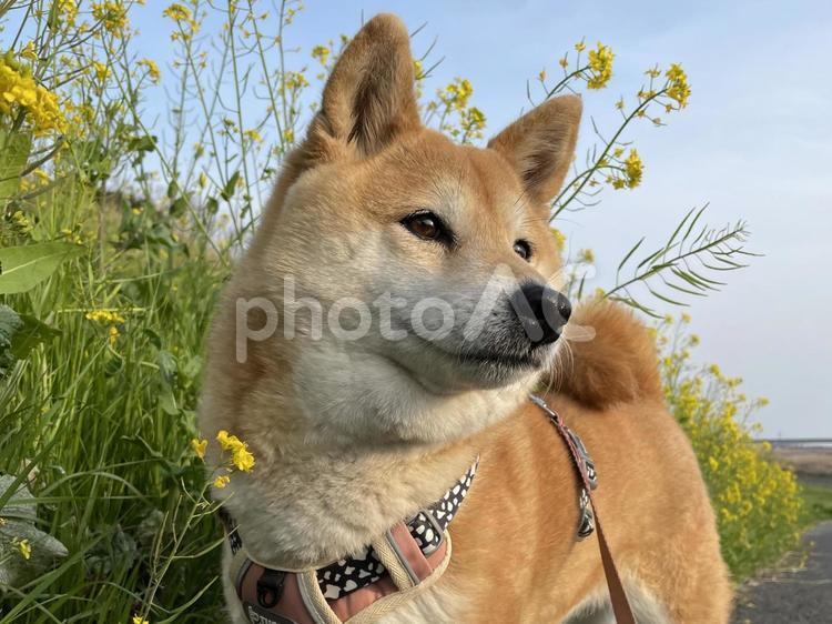 菜の花と柴犬 柴犬,ペット,愛犬の写真素材