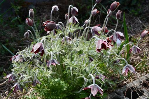 花壇で咲いたオキナグサ オキナグサ,翁草,つぼみの写真素材