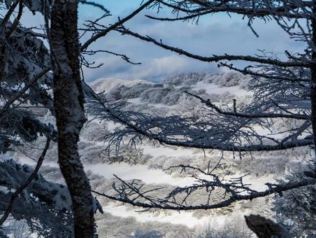 冬の入笠谷の樹林帯 冬の入笠谷の樹林帯の写真