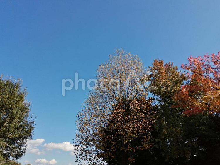 秋の風景　紅葉の始まり 紅葉,秋,空の写真素材
