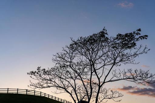 夕焼けに染まる木の写真