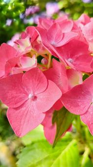 紫陽花・朱色 紫陽花・朱色の写真
