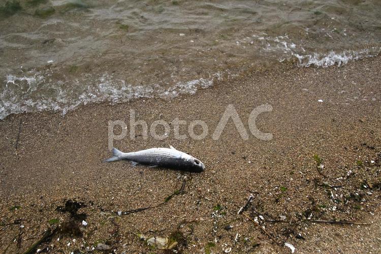 海の風景 魚,海,浜辺の写真素材