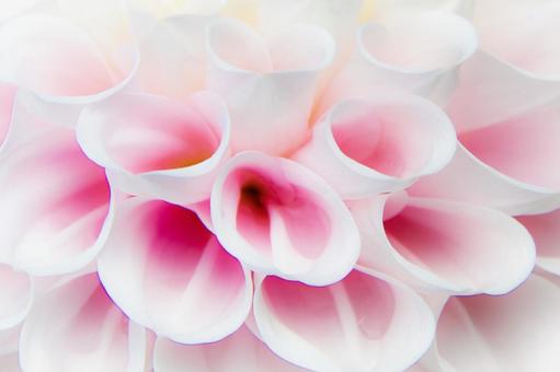 花弁 花弁の写真